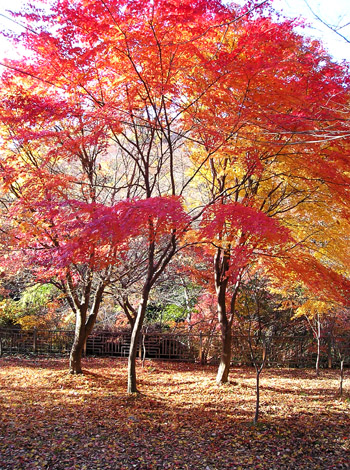 해남 대흥사 십리 숲길. 버려야 할 것이 무엇인지를 아는 순간부터 나무는 가장 아름답게 불탄다는 도종환의 시구가 떠오른다. 